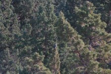 Townsend's Solitair in Juniper