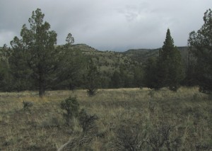 Site 2: Hiltop, photo taken near recording location. Site 2: Hiltop, photo taken near recording location.