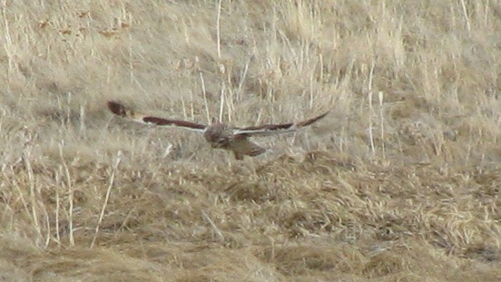 photo: short-eared owl - b.