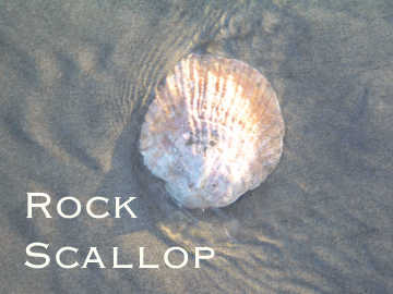 Behold this shell found by rocky shores!