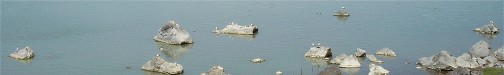 Photo: gulls on Abert Lake, June 2007