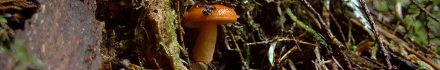 photo: mushroom