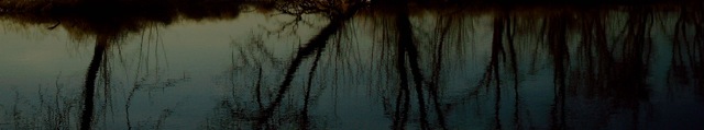 evening tree reflections
