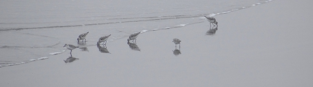 photo: sanderlings foraging