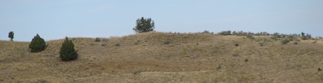 Top Banner: Horizon with Juniper, Pat's Cabin Wilderness Study Area, Fall 2010