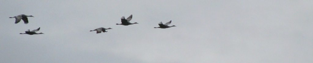 Top Banner: Sandhill Cranes, Sauvie Island, Spring 2010