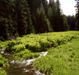 Fry Meadow Tributary MP3 Cover